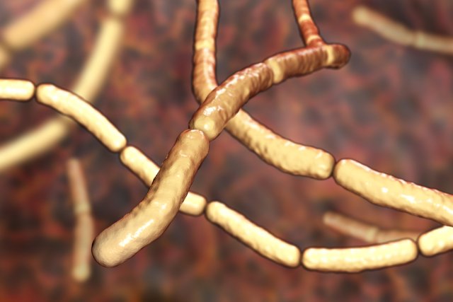 Бактерии сенной палочки